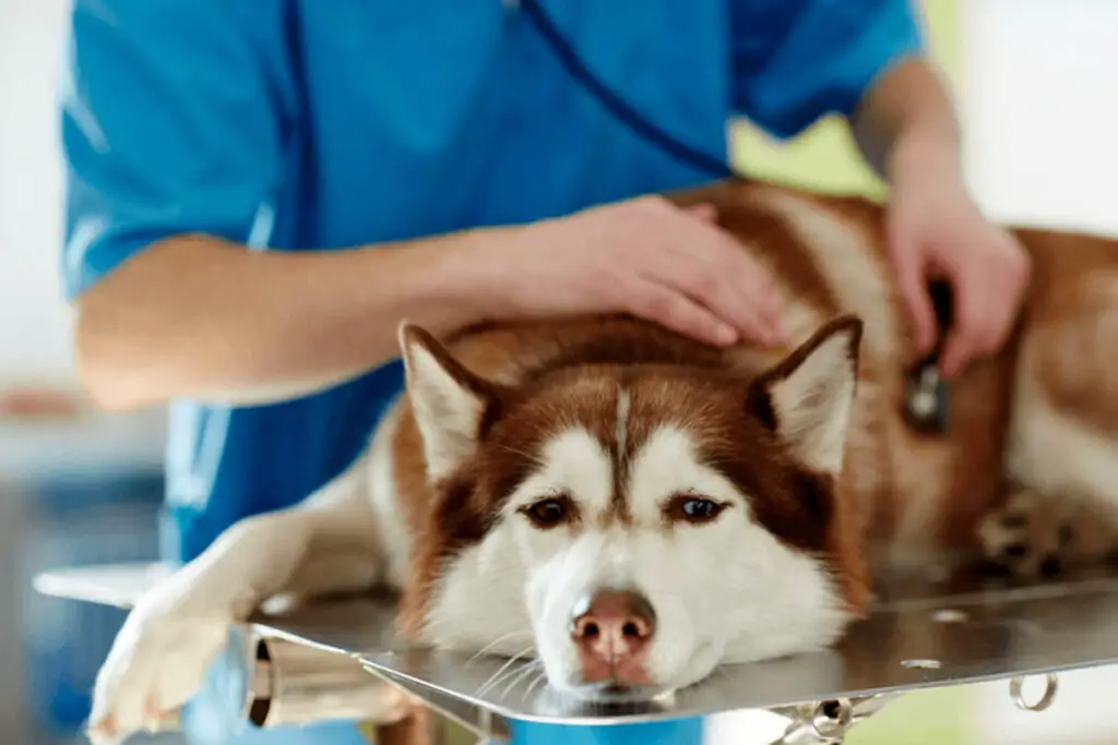 dog at vet