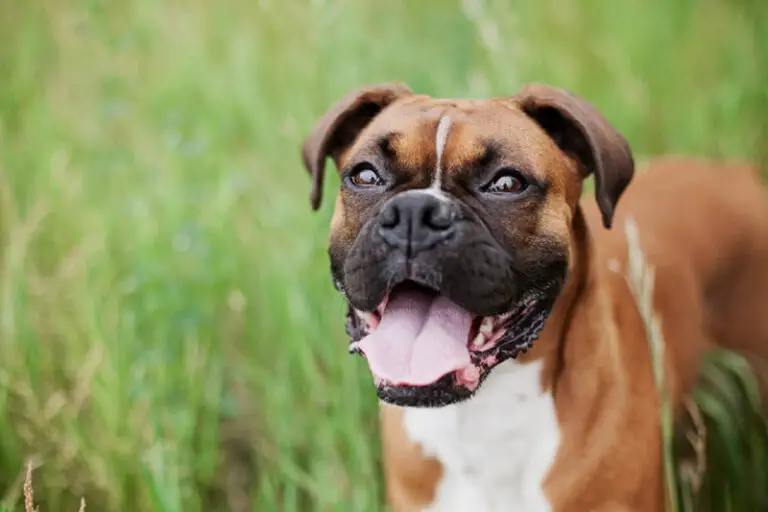 Affordable Dog Food For Pitbulls (5 Best Choices in 2022)