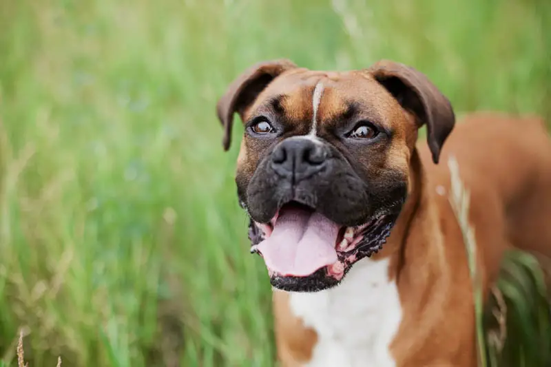 brown pitbull in grass