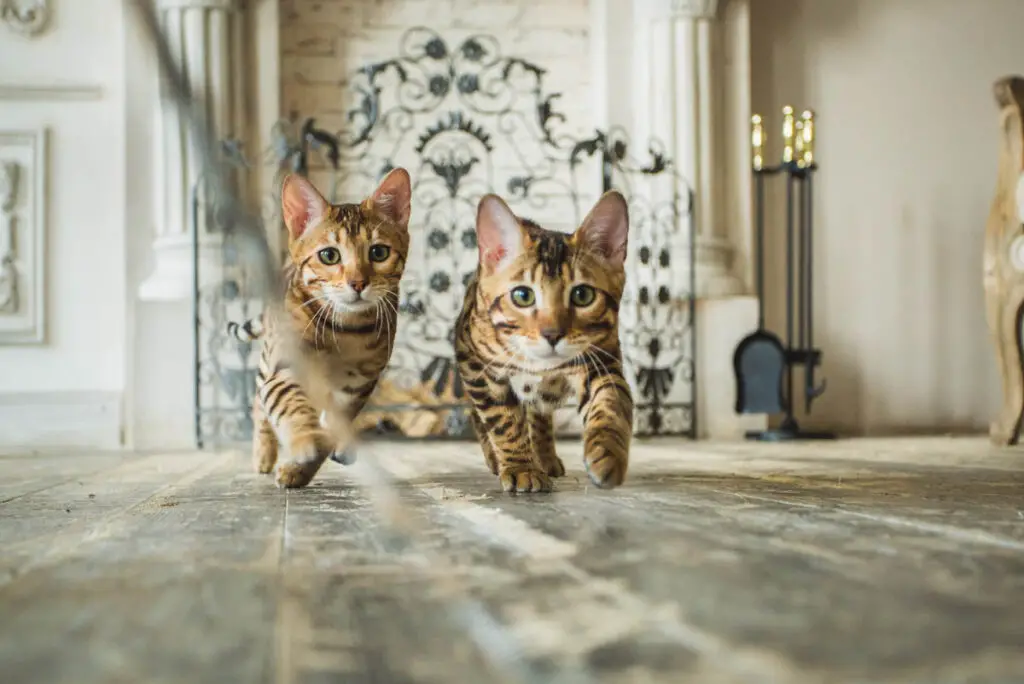 bengal kittens running at camera