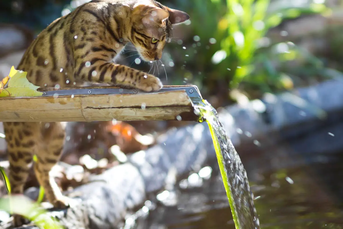 Bengal Cat playing with Water at the Pond.