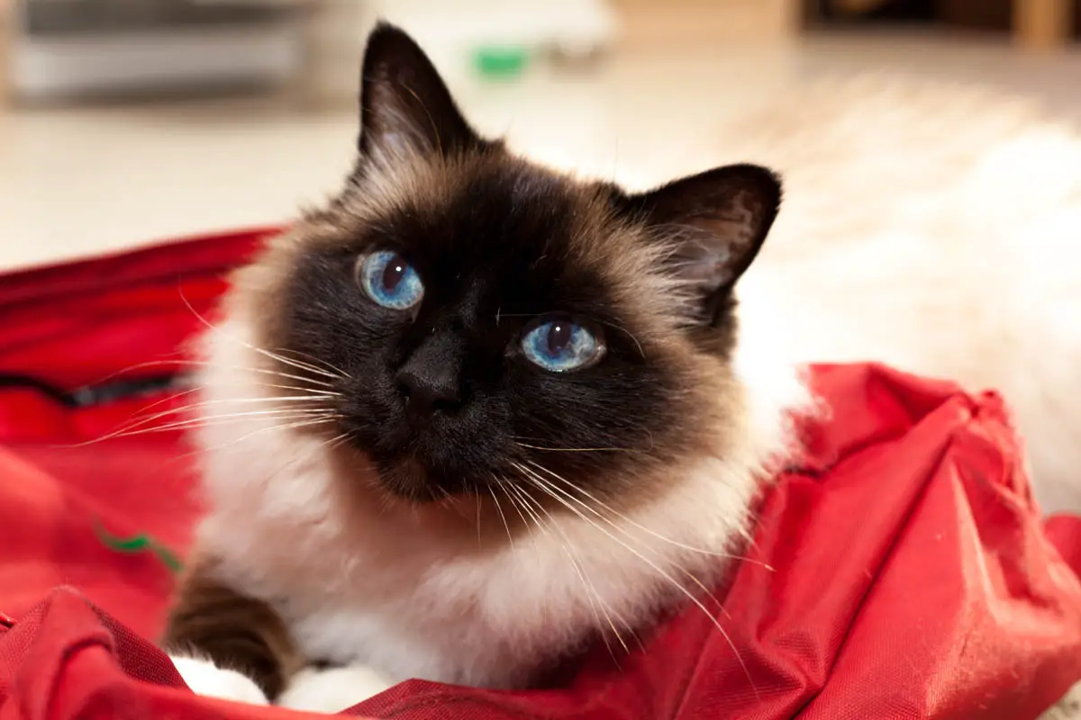 Birman cat on a red bag