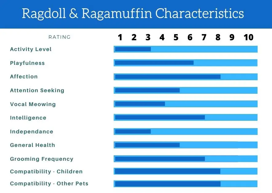 Ragdoll Ragamuffin Characteristics