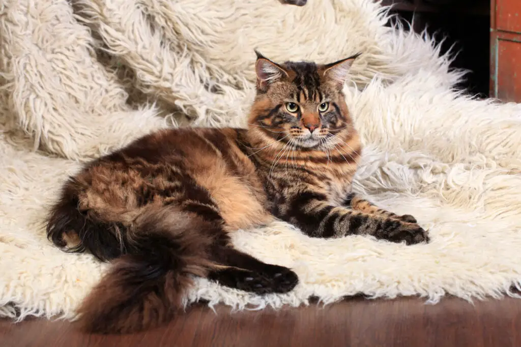 siamese maine coon tabby mix