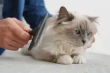 Man brushing Birman cat