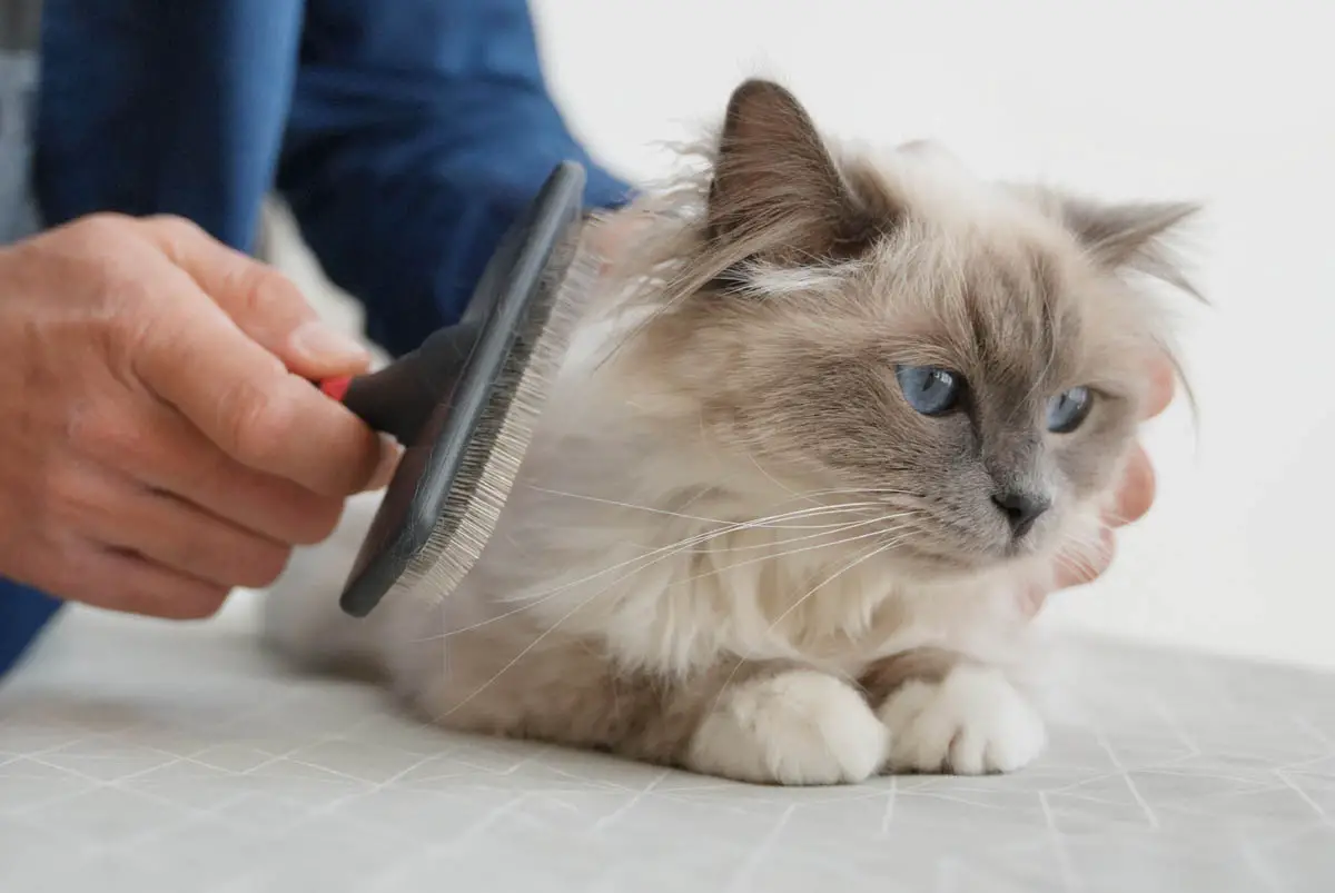 Man brushing Birman cat