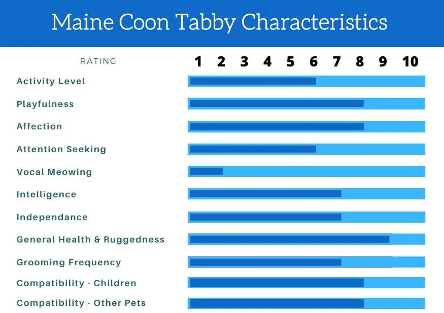 Maine Coon Tabby Characteristics