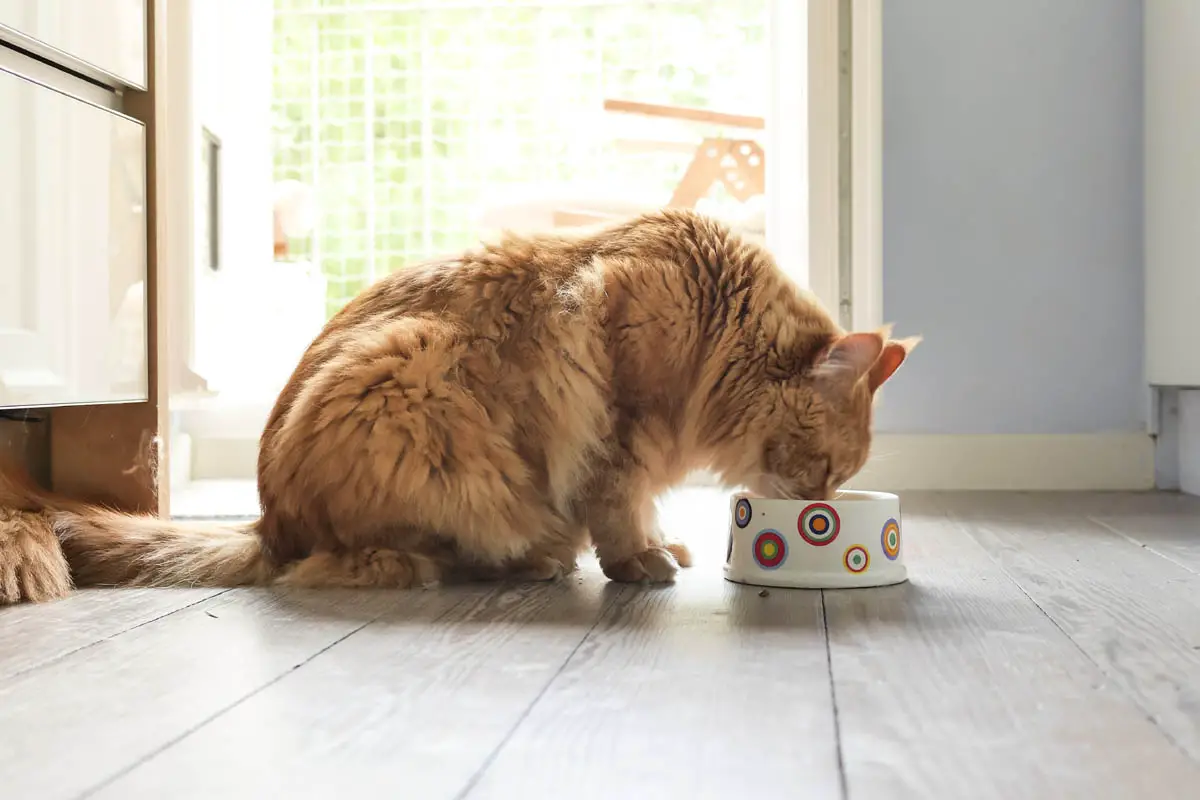 Maine Coon cat eating