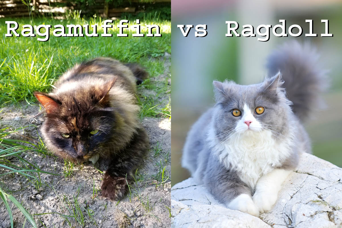 Ragamuffin vs Ragroll cats