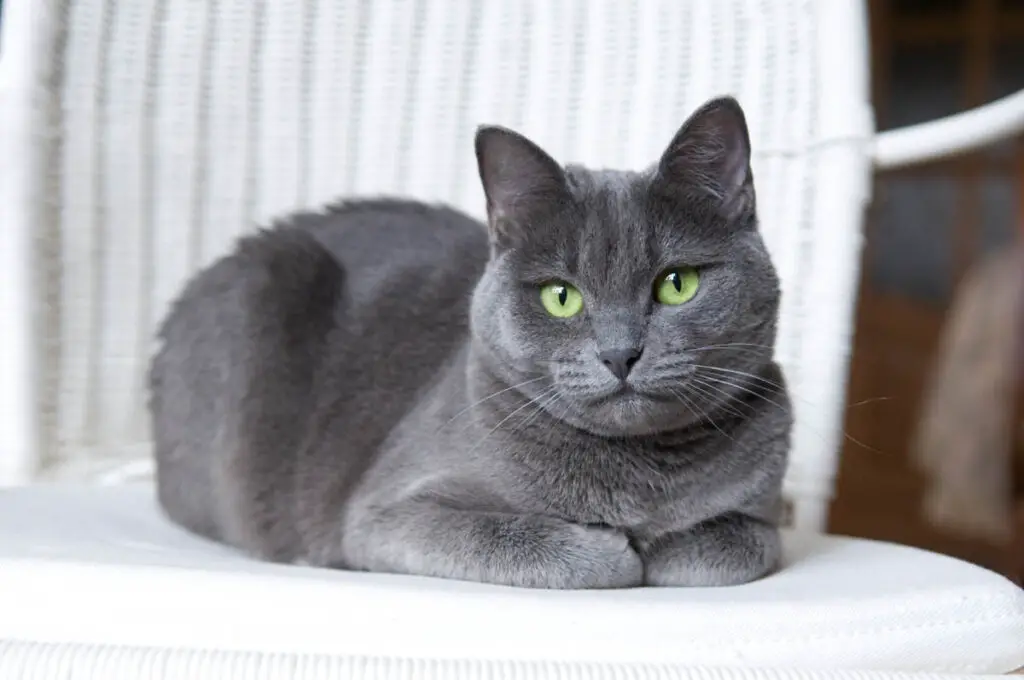 russian blue breeders in new england        
        <figure class=