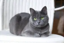 Russian Blue Cat on White Wicker Armchair