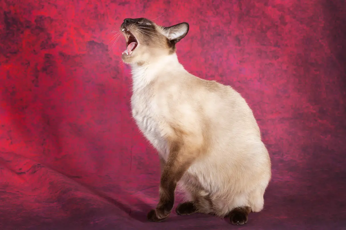 Siamese cat sits and meows loudly