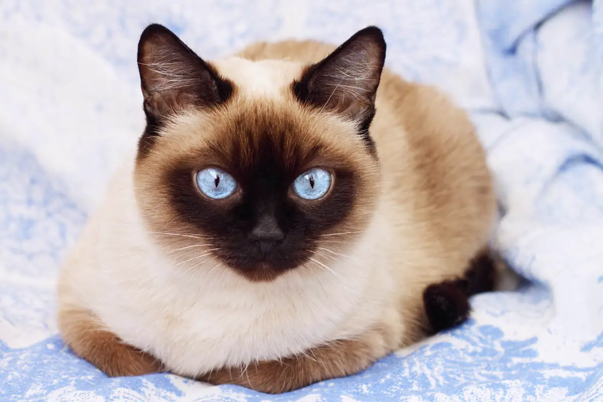 Siamese cat on a blue background