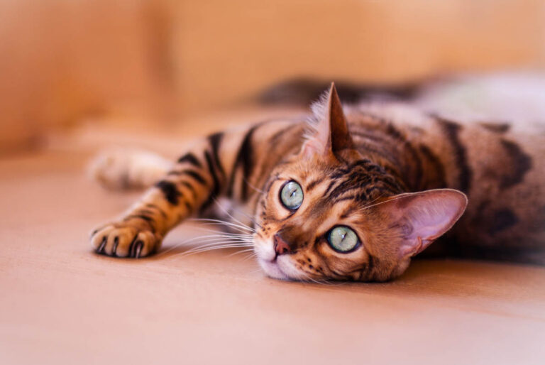 How To Discipline a Bengal Cat Without Hurting Them