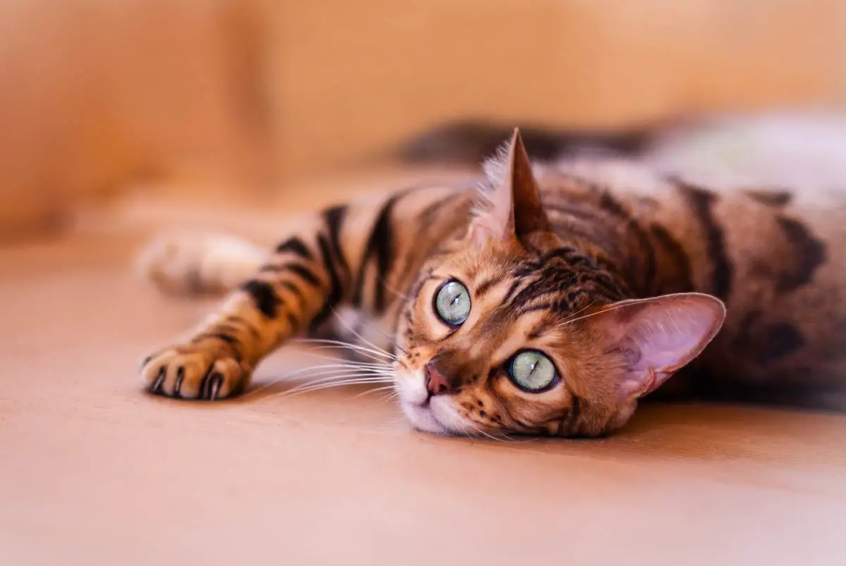 mishchevious bengal kitten